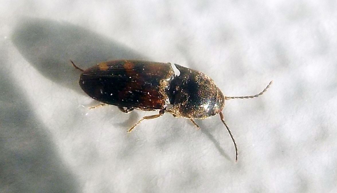 Elateridae:  Drasterius bimaculatus