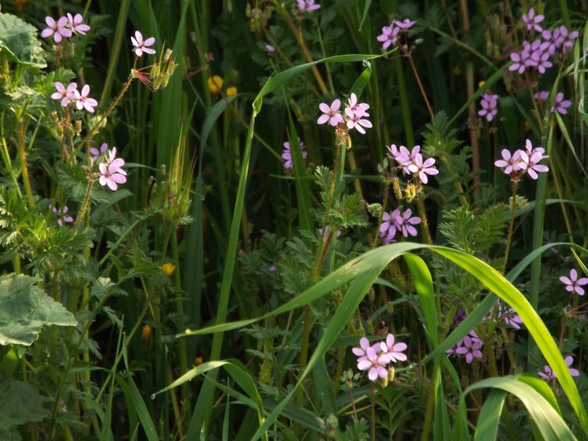 Erodium ....?  Erodium cicutarium