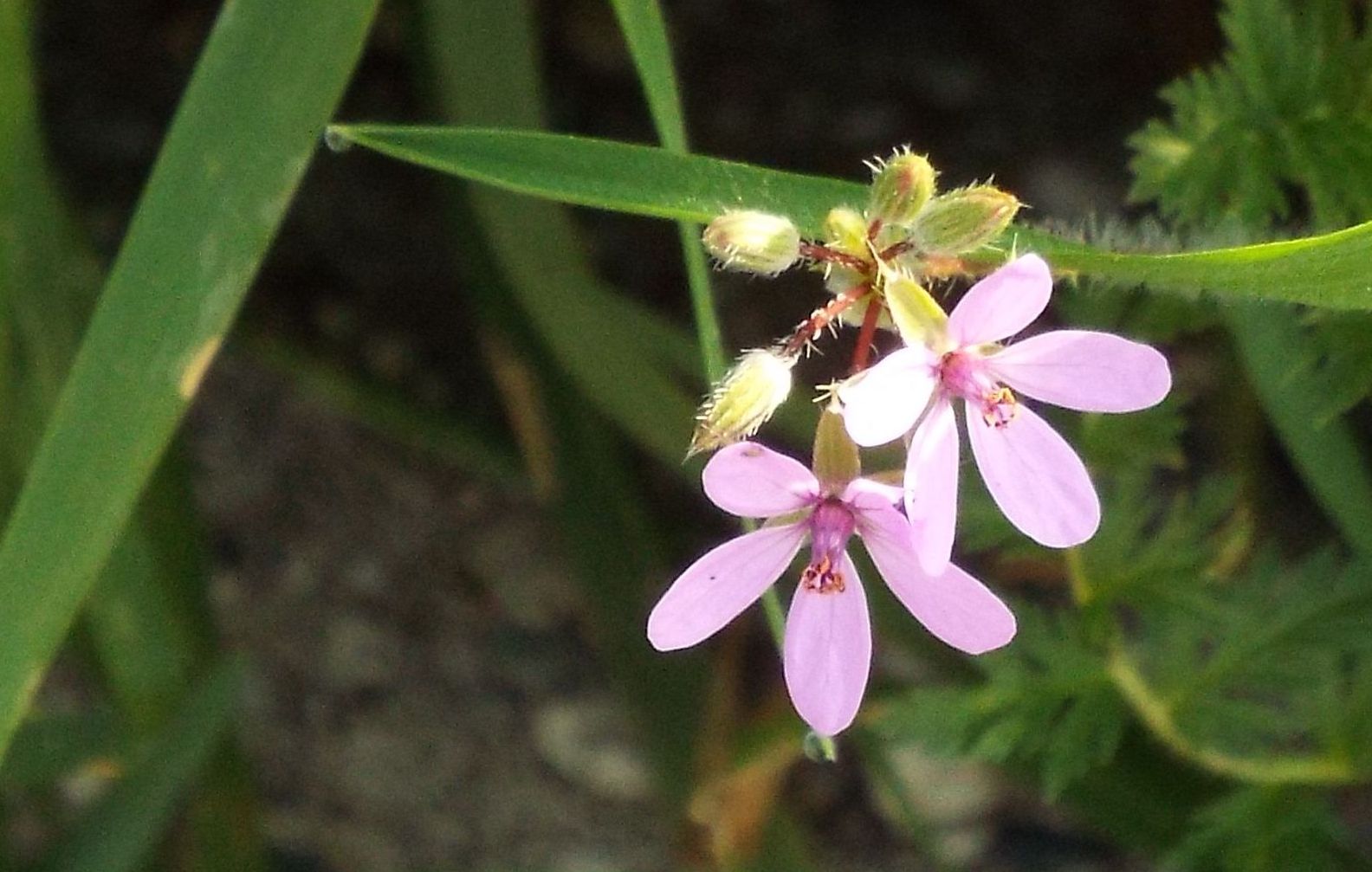 Erodium ....?  Erodium cicutarium