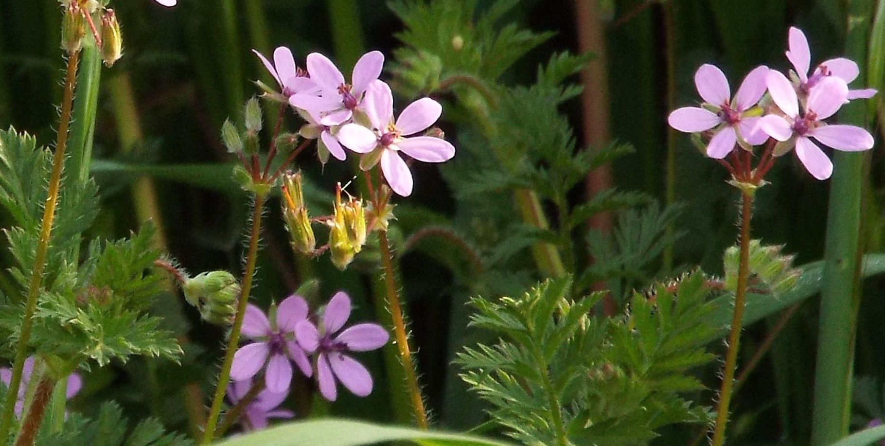 Erodium ....?  Erodium cicutarium