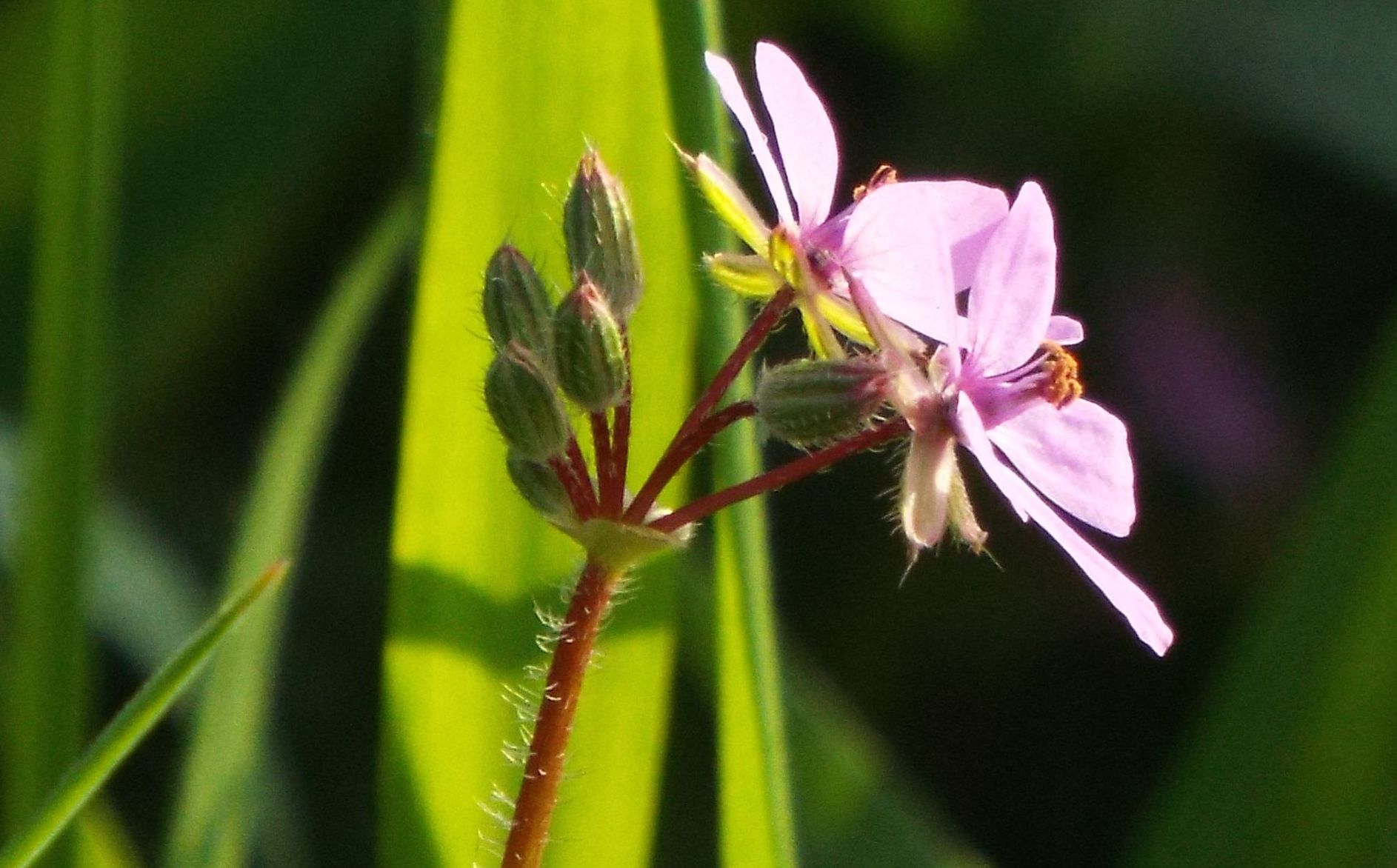 Erodium ....?  Erodium cicutarium