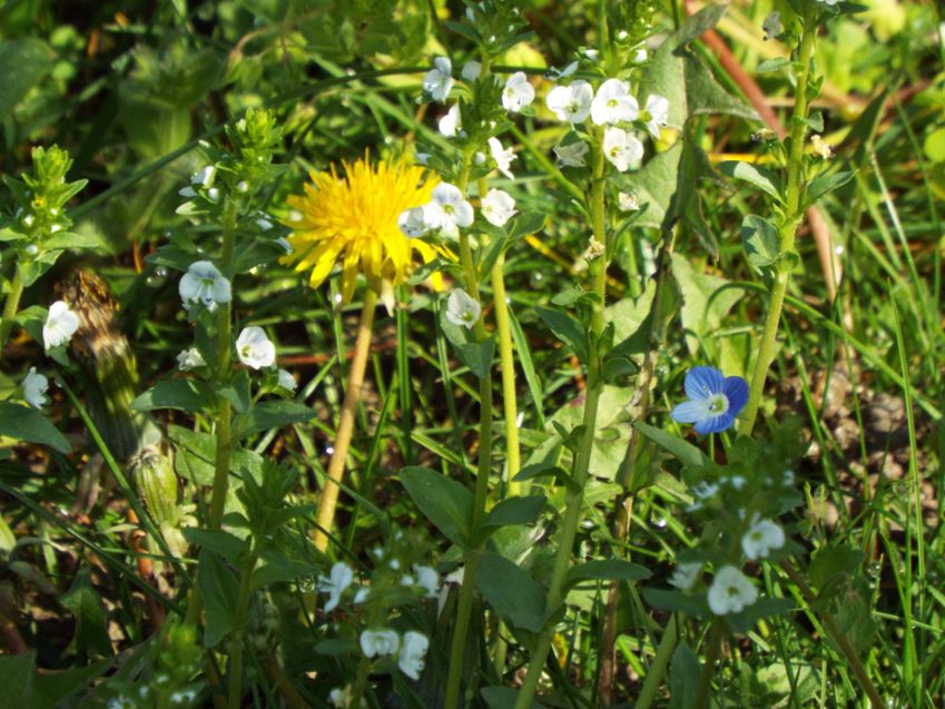 Veronica serpyllifolia  (Plantaginaceae)