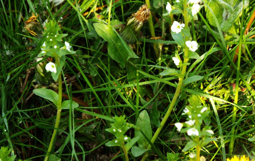 Veronica serpyllifolia  (Plantaginaceae)