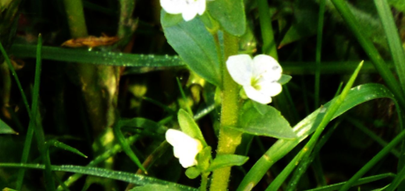 Veronica serpyllifolia  (Plantaginaceae)