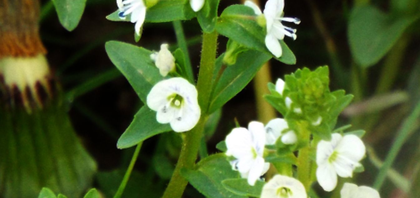 Veronica serpyllifolia  (Plantaginaceae)