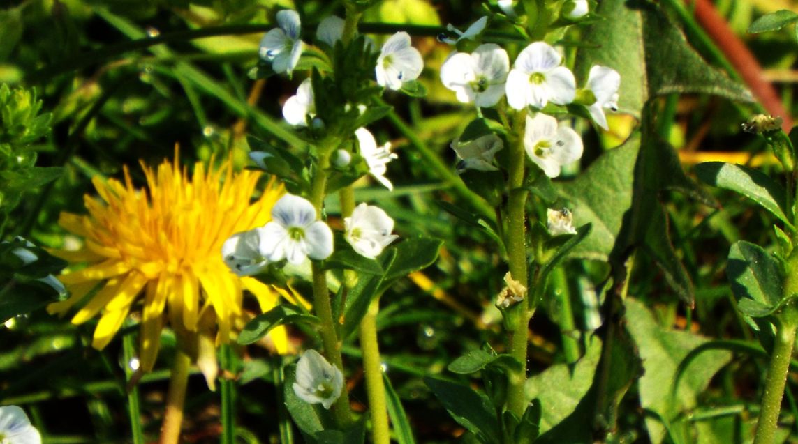 Veronica serpyllifolia  (Plantaginaceae)