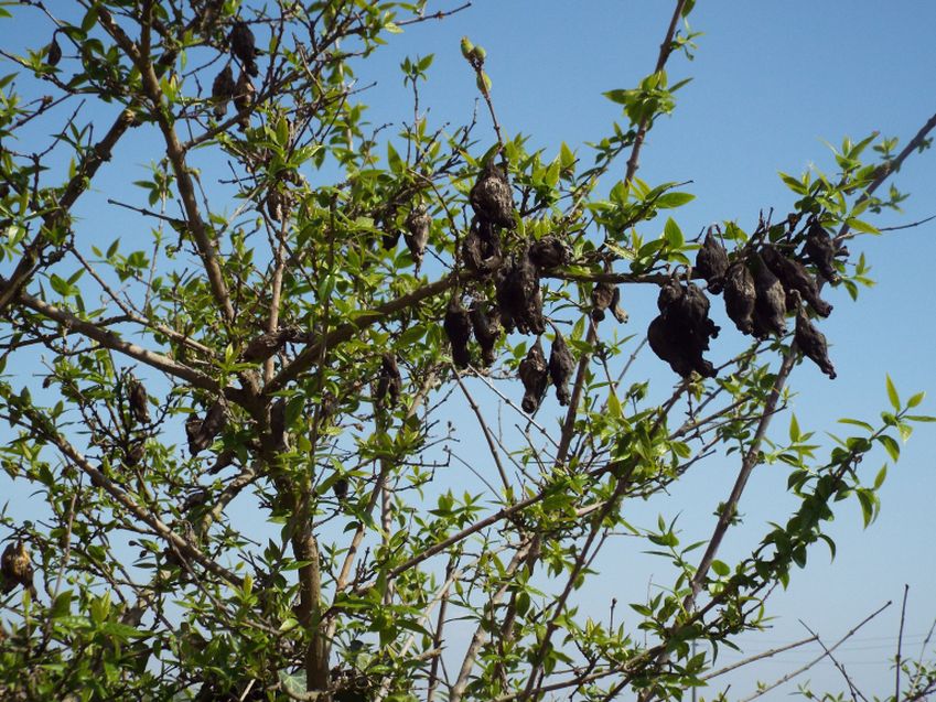 Arbusto con...frutti secchi: Chimonanthus praecox  (Calicanthaceae)