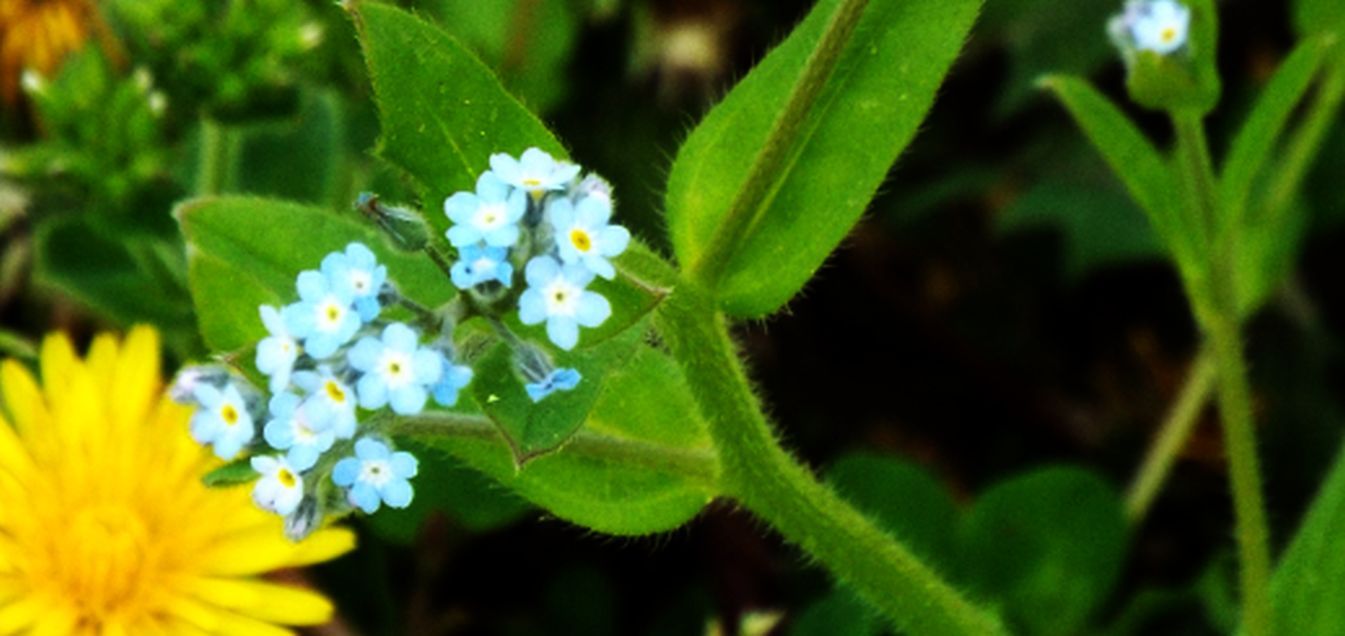 Myosotis sp.....  Myosotis arvensis
