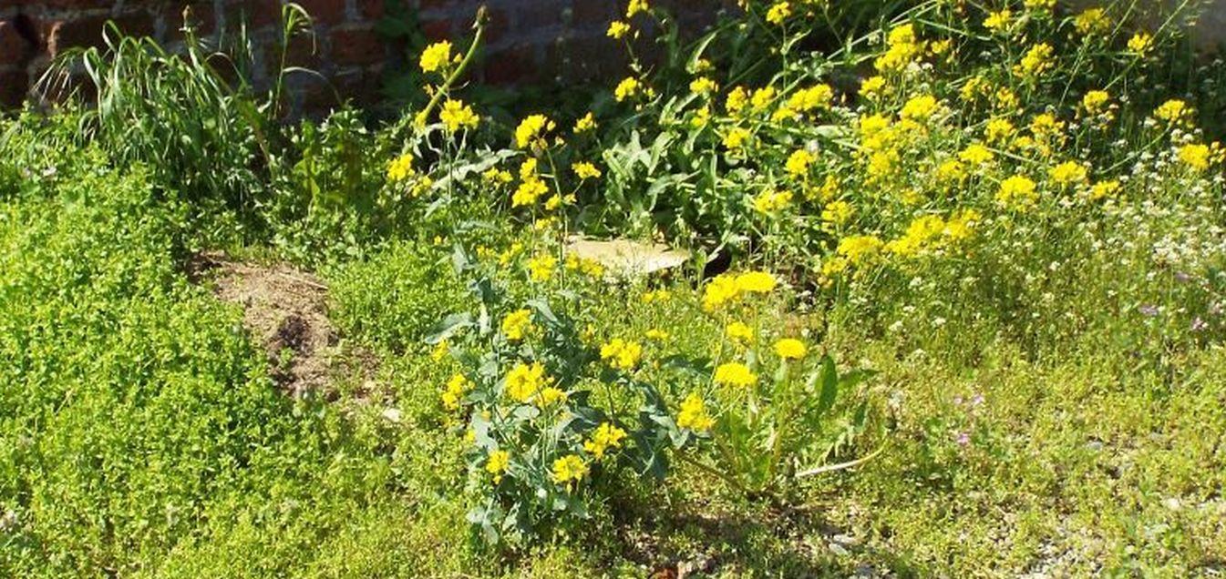 Brassica napus o brassica rapa ?  Brassica rapa