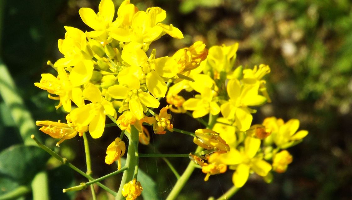 Brassica napus o brassica rapa ?  Brassica rapa