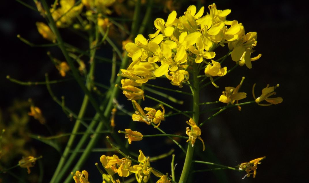 Brassica napus o brassica rapa ?  Brassica rapa