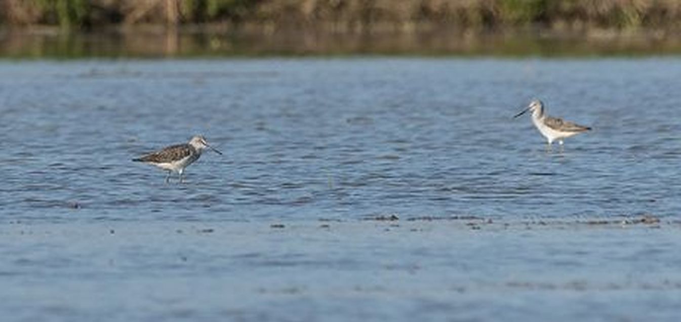 Cavalieri d''Italia e Pantane in risaia