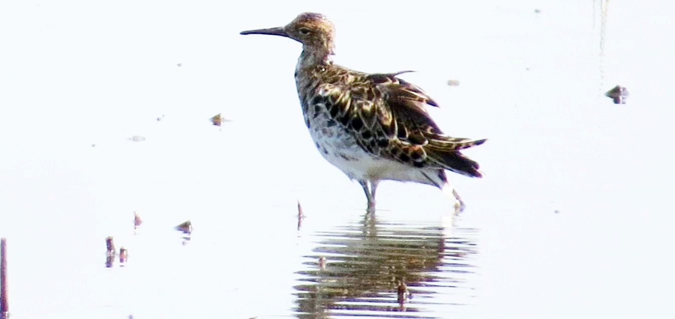 Da identificare:  Combattenti (Philomachus pugnax)