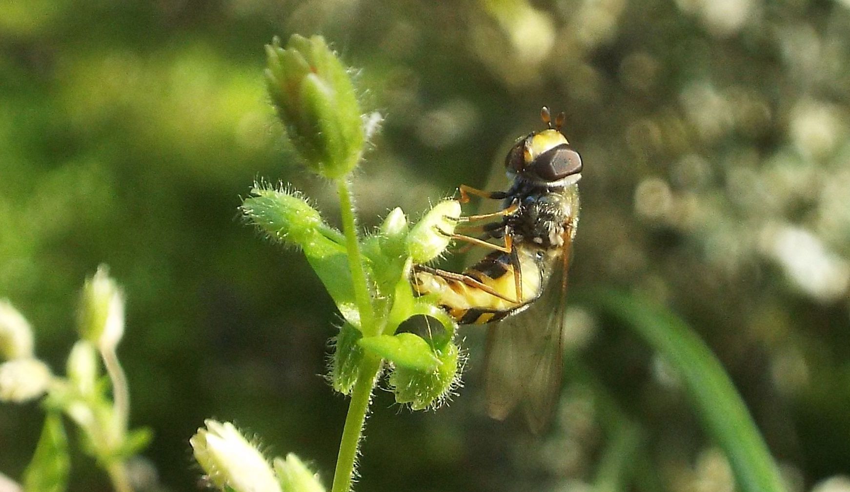 Syrphidae: Scaeva sp., femmina