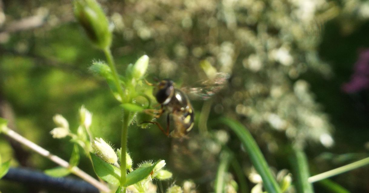 Syrphidae: Scaeva sp., femmina