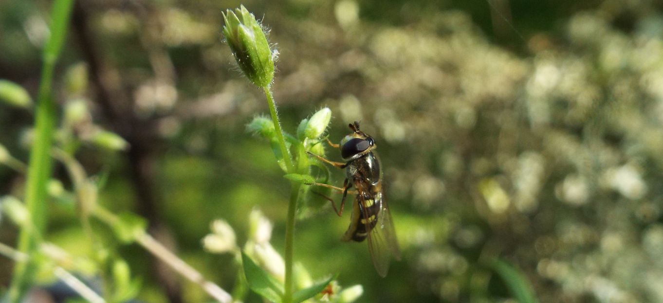 Syrphidae: Scaeva sp., femmina