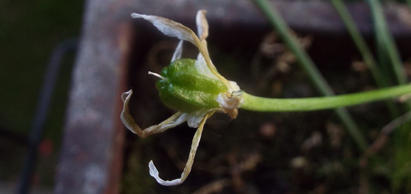 Sul balcone (segue):  era un Ornithogalum!