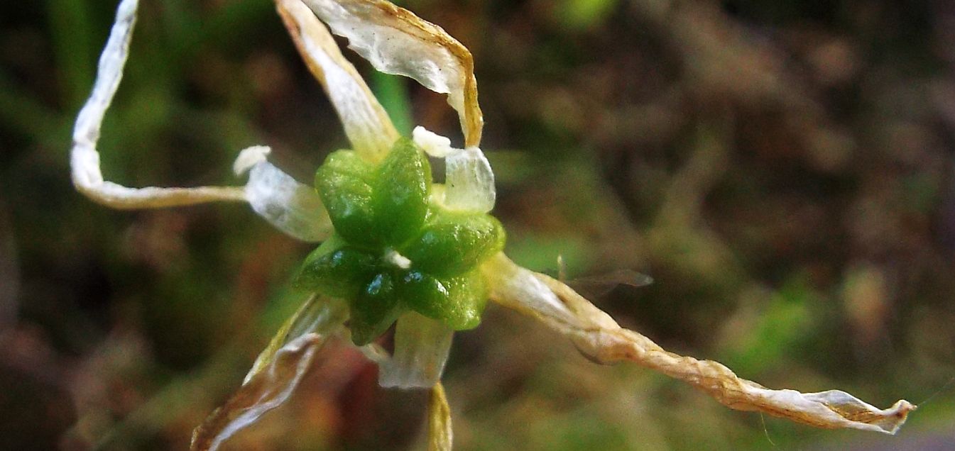 Sul balcone (segue):  era un Ornithogalum!