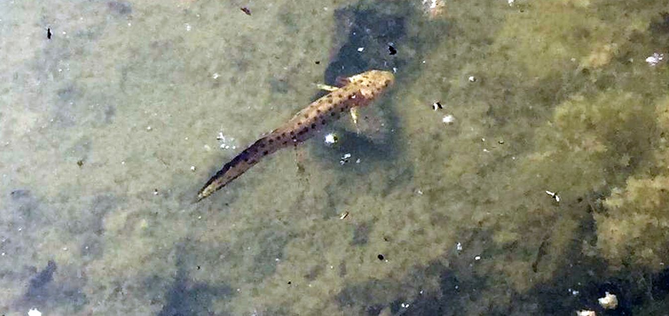 Ce n''erano tantissimi.... di Tritoni crestati (Triturus carnifex)