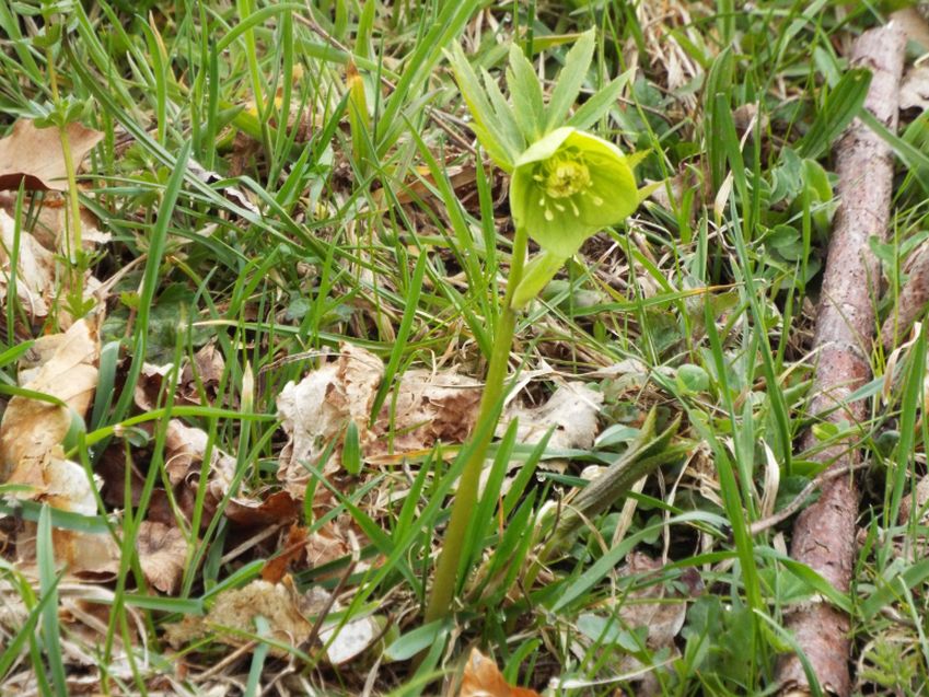 Quale elleboro? Helleborus viridis !