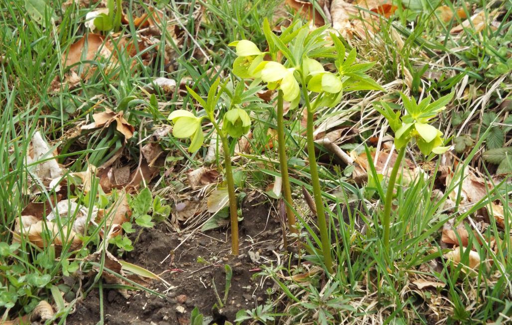 Quale elleboro? Helleborus viridis !