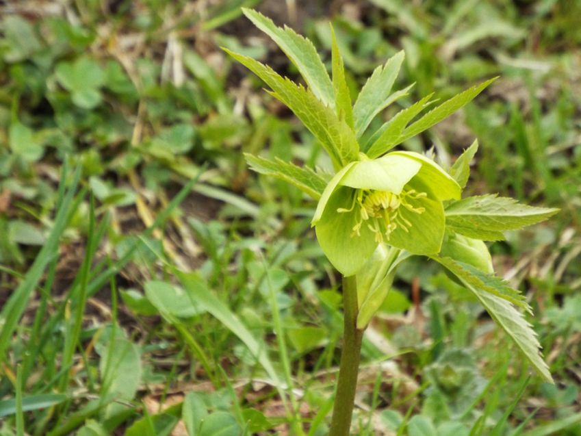 Quale elleboro? Helleborus viridis !