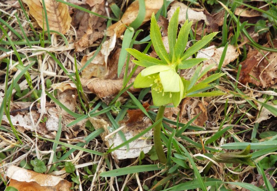 Quale elleboro? Helleborus viridis !