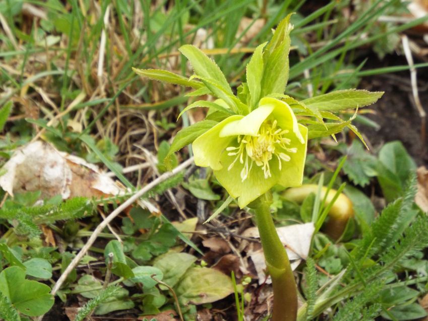 Quale elleboro? Helleborus viridis !