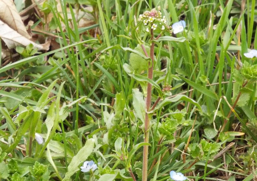 Capsella rubella  (Brassicaceae)