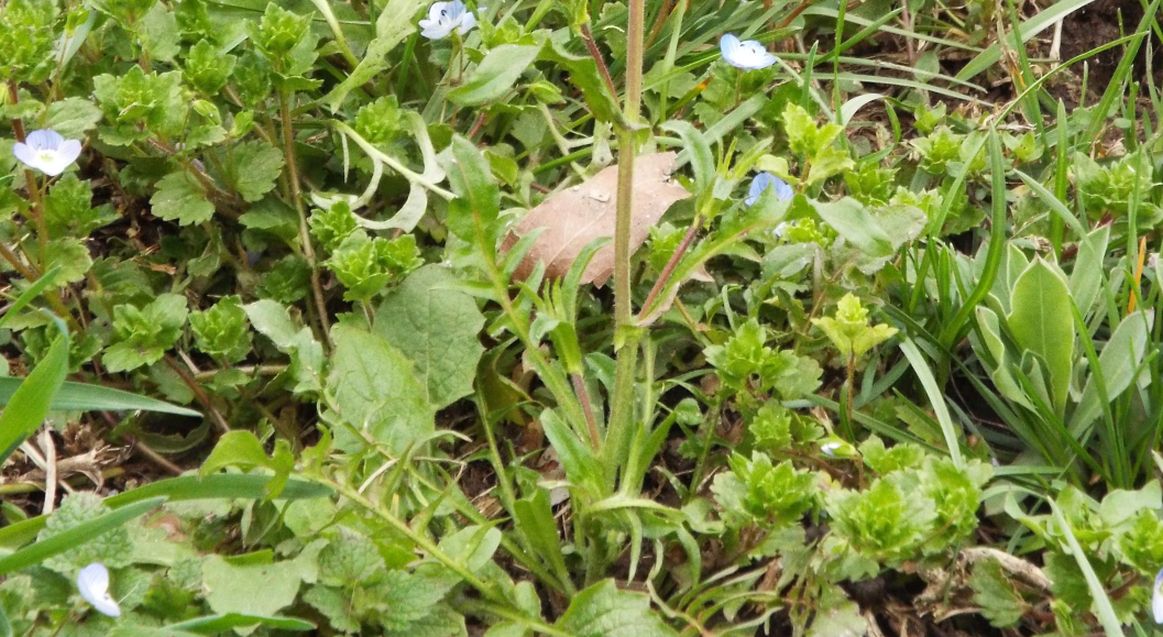 Capsella rubella  (Brassicaceae)