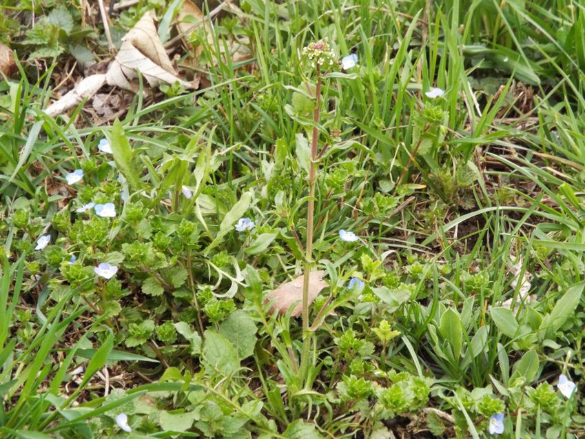 Capsella rubella  (Brassicaceae)