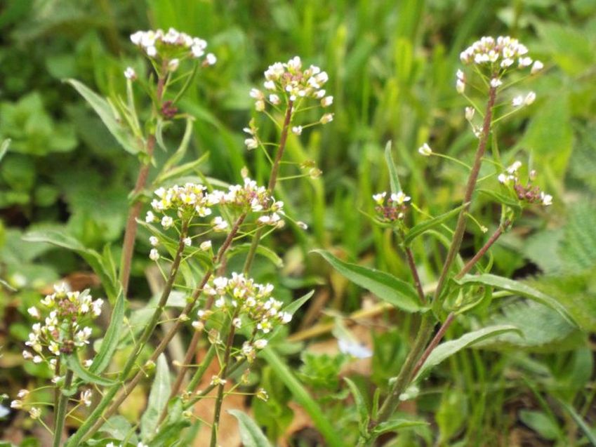 Capsella rubella  (Brassicaceae)