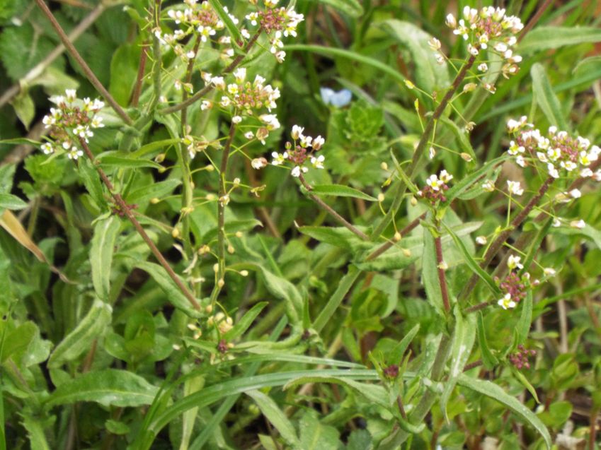 Capsella rubella  (Brassicaceae)