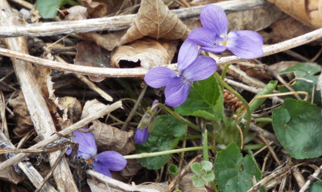 Viola da id. : Viola cfr. alba