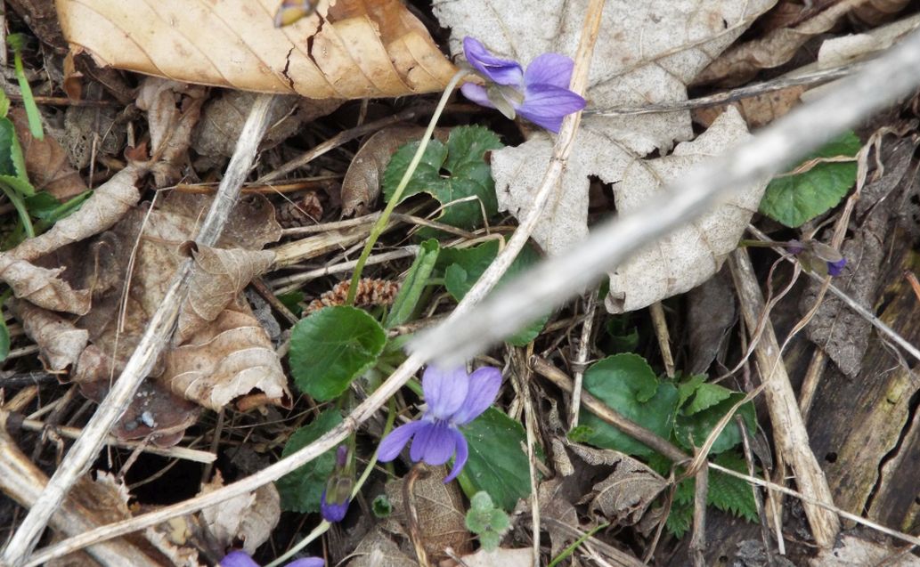 Viola da id. : Viola cfr. alba