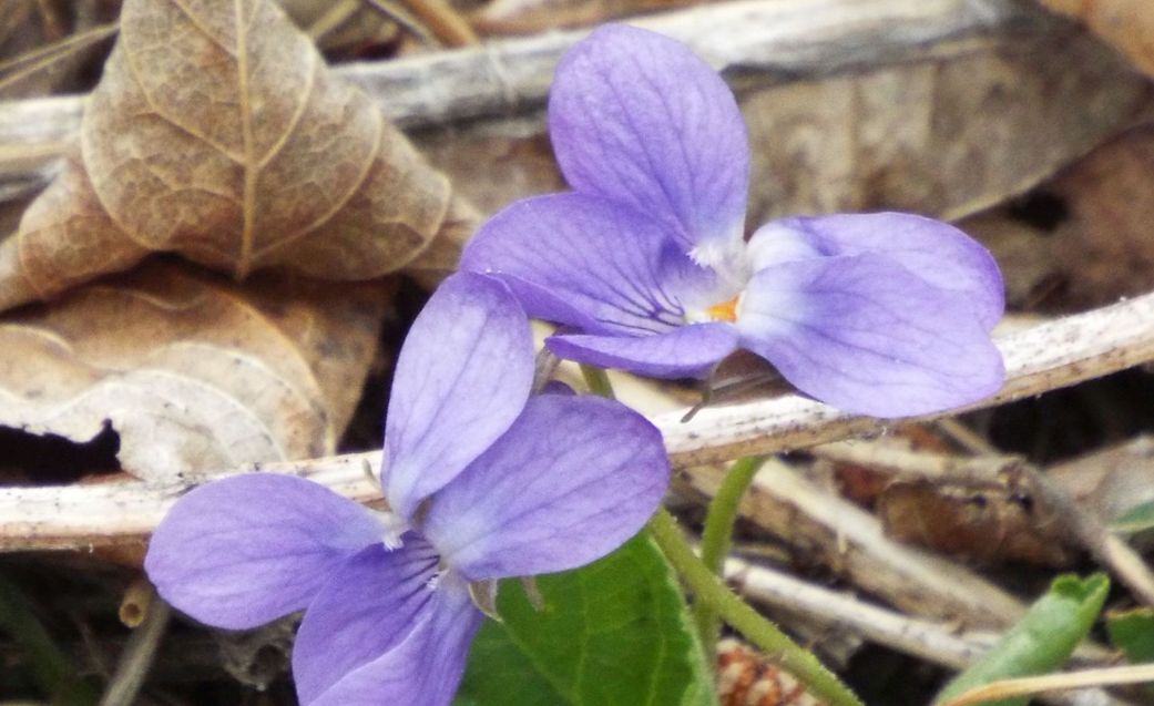 Viola da id. : Viola cfr. alba