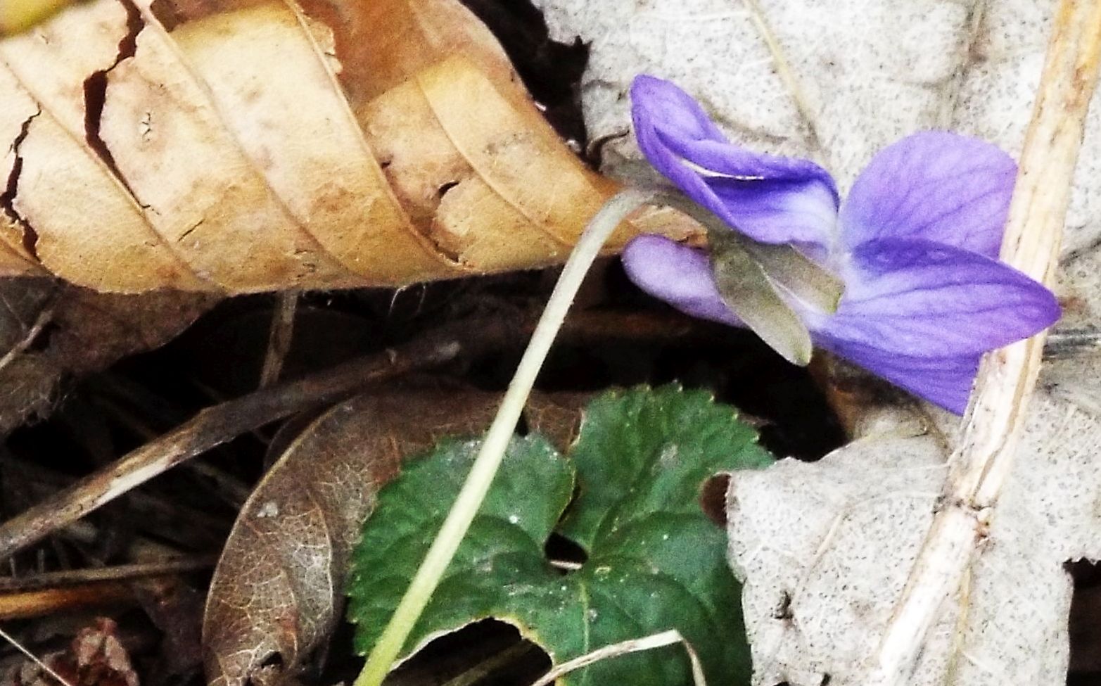 Viola da id. : Viola cfr. alba