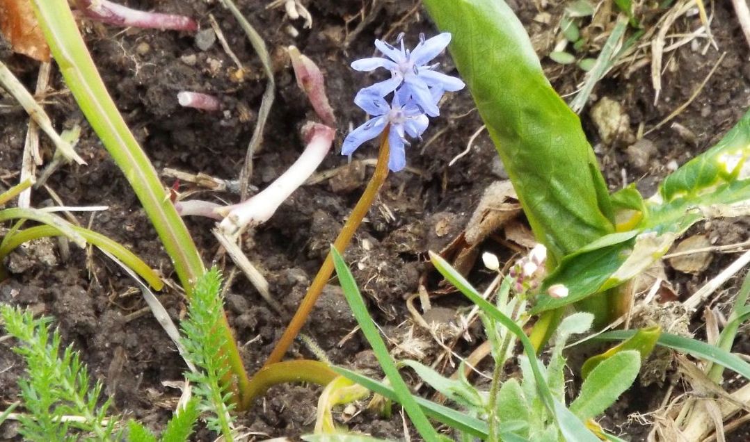 E'' una Scilla sp. ?  S, Scilla bifolia