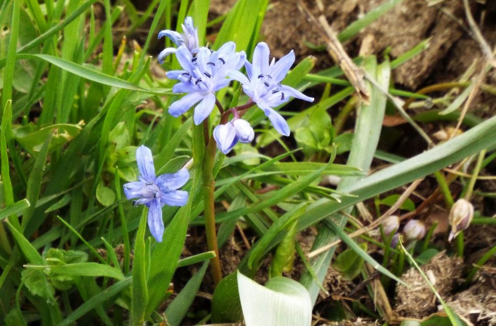 E'' una Scilla sp. ?  S, Scilla bifolia