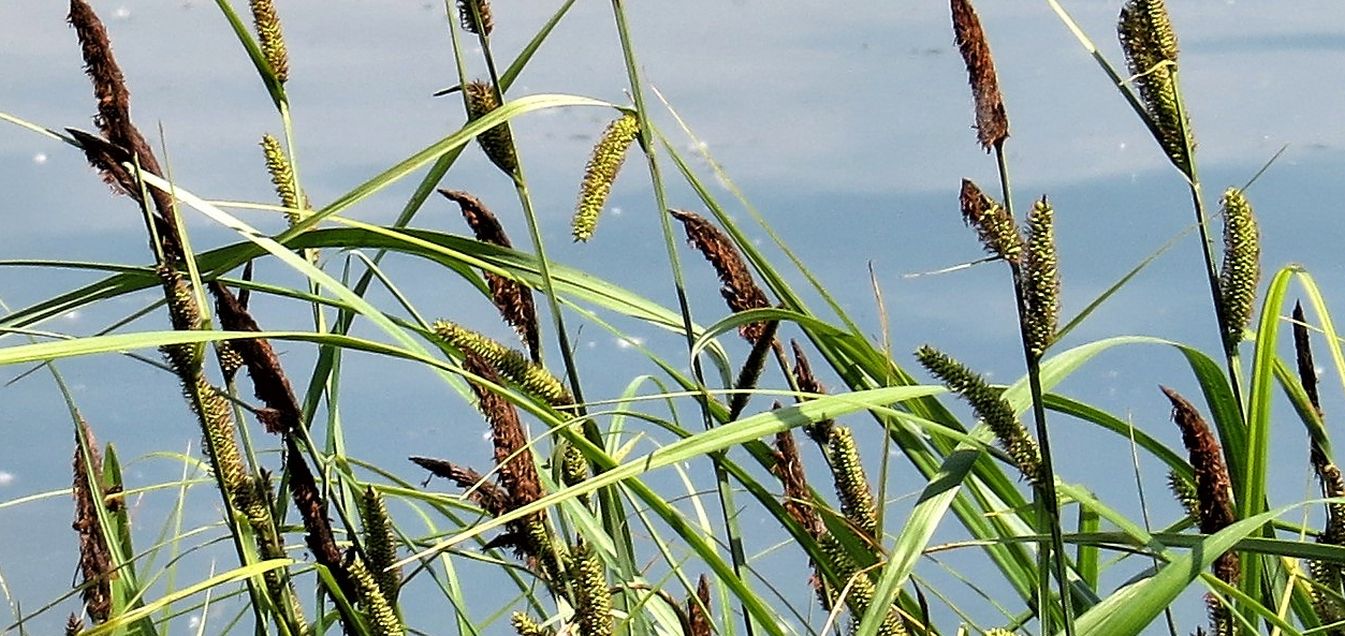 Carex riparia (Cyperaceae)