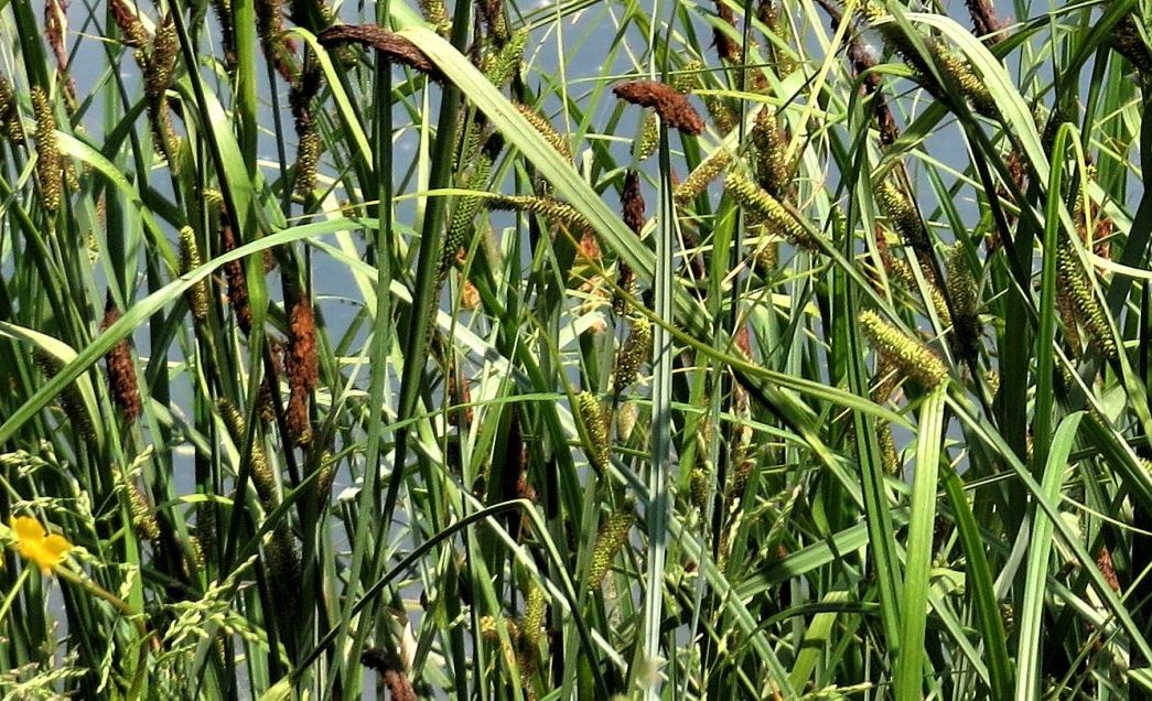 Carex riparia (Cyperaceae)