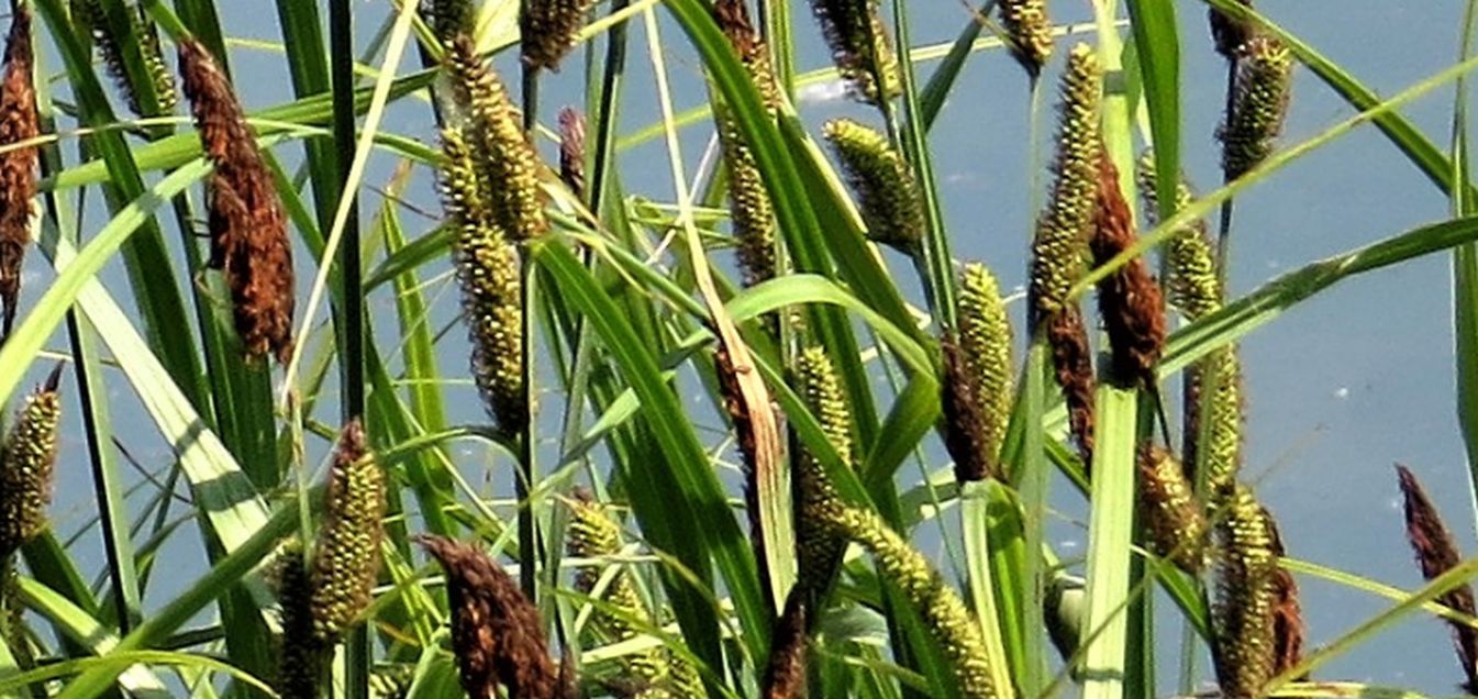 Carex riparia (Cyperaceae)