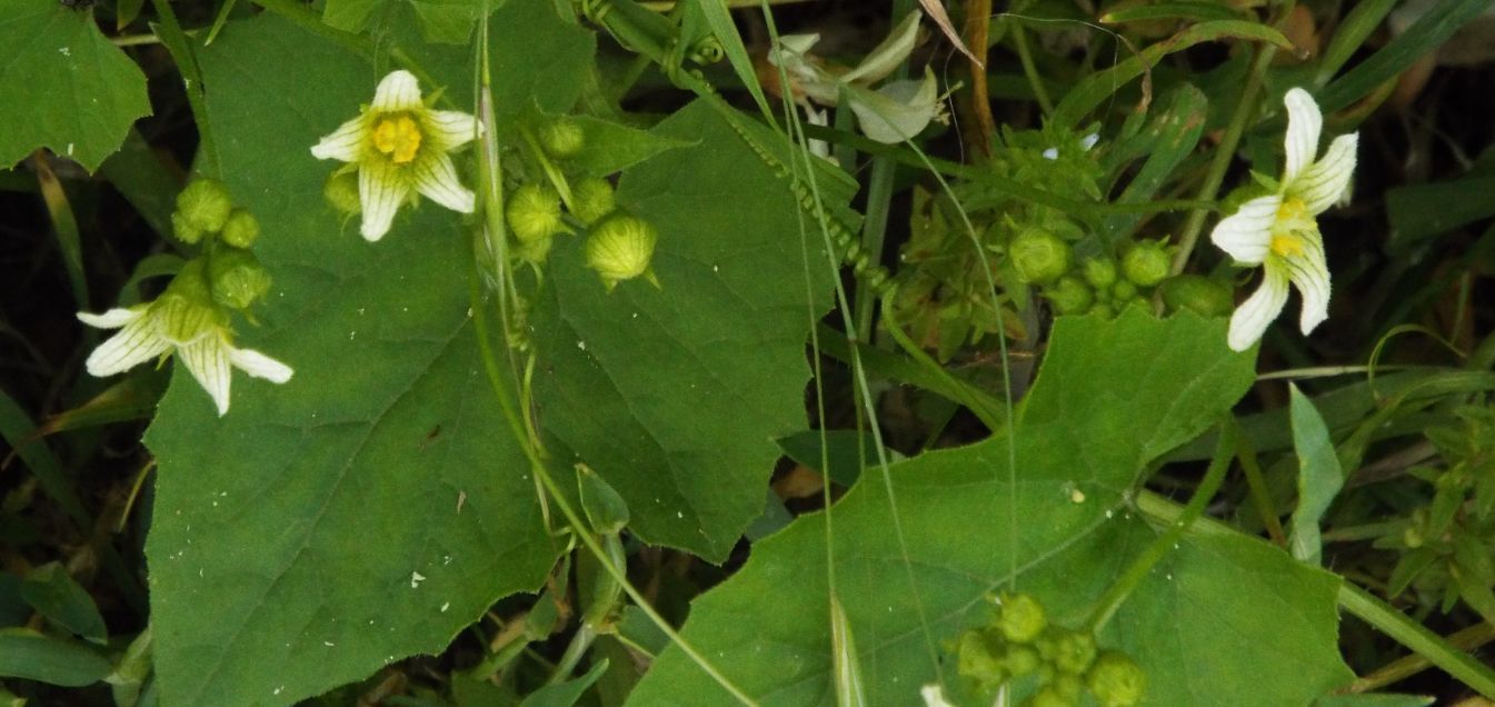 Bryonia dioica (Cucurbitaceae)