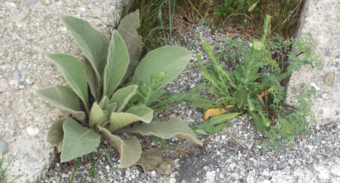 Verbascum sp. (Scrophulariaceae) e Lepidium campestre (Brassicaceae)