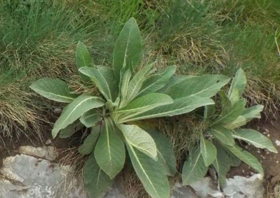 Verbascum sp. (Scrophulariaceae) e Lepidium campestre (Brassicaceae)