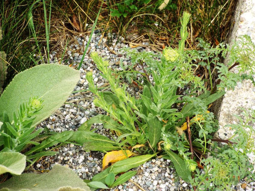 Verbascum sp. (Scrophulariaceae) e Lepidium campestre (Brassicaceae)