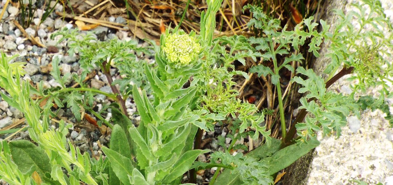 Verbascum sp. (Scrophulariaceae) e Lepidium campestre (Brassicaceae)