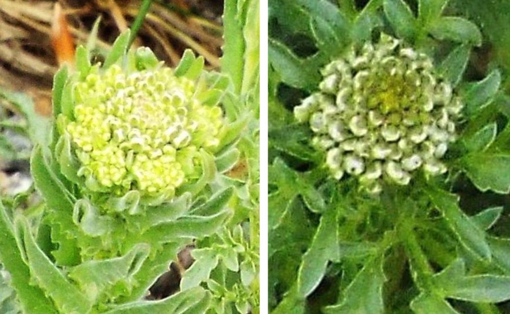 Verbascum sp. (Scrophulariaceae) e Lepidium campestre (Brassicaceae)