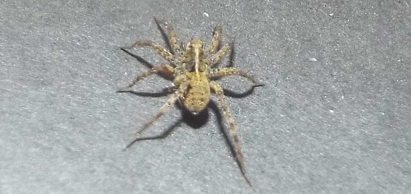 Pardosa sp. - Milano