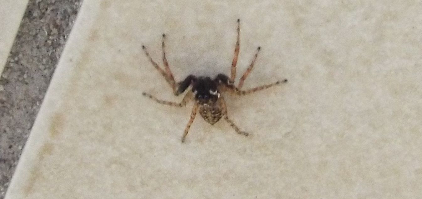 Menemerus semilimbatus, maschio  -  Milano
